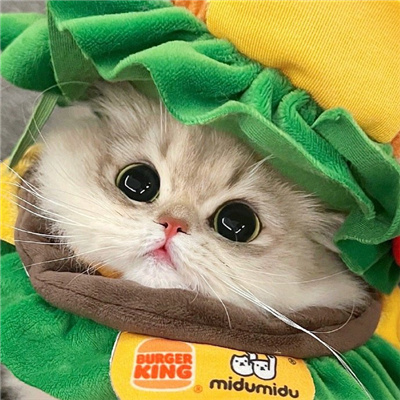 情侣头像可爱呆萌一对😆情侣头像动漫一男一女