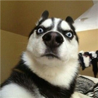 王者荣耀开黑对面五条狗头像组图🐶 武林外传头像和对面五只狗头像合集