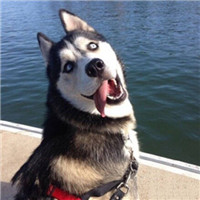 王者荣耀开黑对面五条狗头像组图🐶 武林外传头像和对面五只狗头像合集