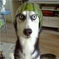 王者荣耀开黑对面五条狗头像组图🐶 武林外传头像和对面五只狗头像合集