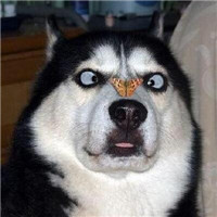 王者荣耀开黑对面五条狗头像组图🐶 武林外传头像和对面五只狗头像合集