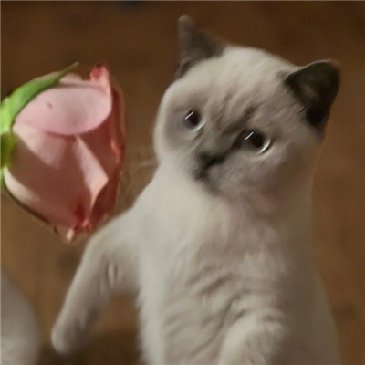 满满占有欲的情头🔥看了会脸红的禁欲系情侣头像双人