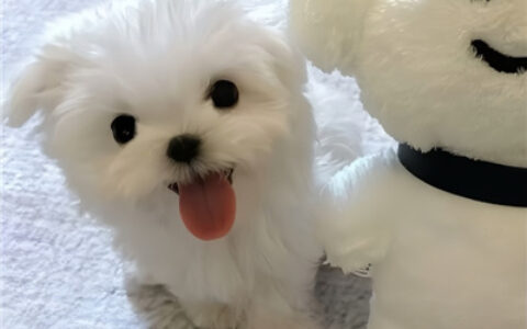 啾咪啾咪宝藏微信好可爱的情头🐾微信超可爱小动物搞怪头像图片