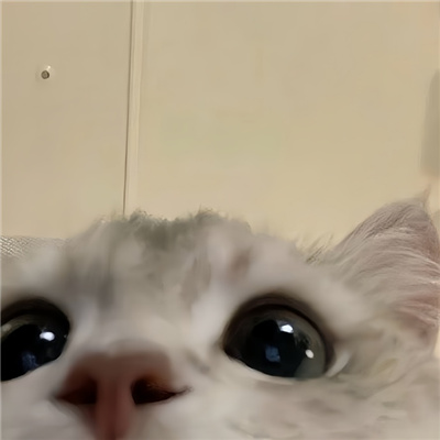 啾咪啾咪宝藏微信好可爱的情头🐾微信超可爱小动物搞怪头像图片