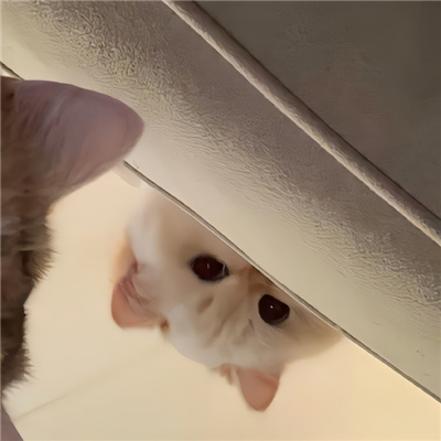 啾咪啾咪宝藏微信好可爱的情头🐾微信超可爱小动物搞怪头像图片