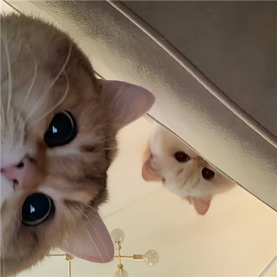 啾咪啾咪宝藏微信好可爱的情头🐾微信超可爱小动物搞怪头像图片