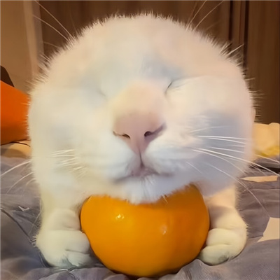 啾咪啾咪宝藏微信好可爱的情头🐾微信超可爱小动物搞怪头像图片