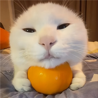 啾咪啾咪宝藏微信好可爱的情头🐾微信超可爱小动物搞怪头像图片