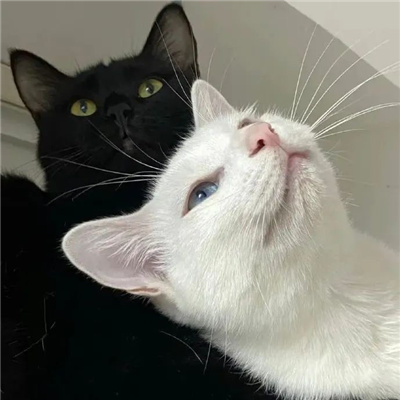 搞怪系列的情侣头像一对😜搞怪情侣头像一左一右