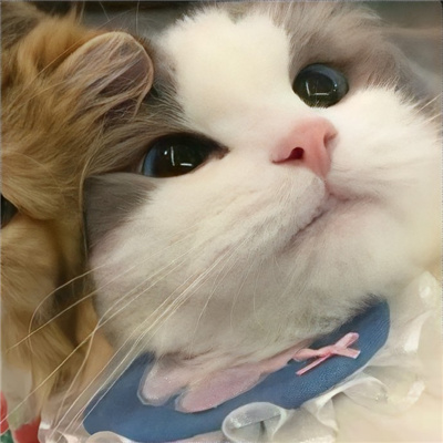 高级情侣图片一人一张🔮情侣图片2025最新款