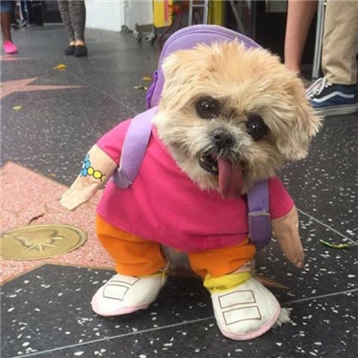 可爱的狗狗头像高清呆萌🐾狗狗头像图片蠢萌动漫