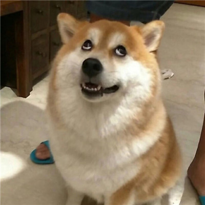 可爱的狗狗头像高清呆萌🐾狗狗头像图片蠢萌动漫