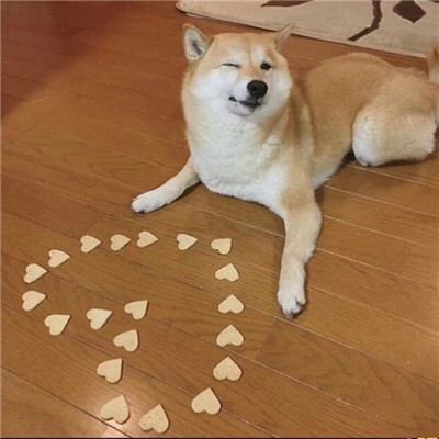 可爱的狗狗头像高清呆萌🐾狗狗头像图片蠢萌动漫