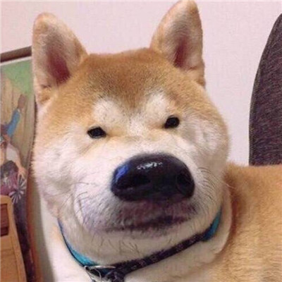 可爱的狗狗头像高清呆萌🐾狗狗头像图片蠢萌动漫