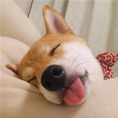 可爱的狗狗头像高清呆萌🐾狗狗头像图片蠢萌动漫