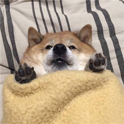 可爱的狗狗头像高清呆萌🐾狗狗头像图片蠢萌动漫