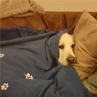 可爱的狗狗头像高清呆萌🐾狗狗头像图片蠢萌动漫