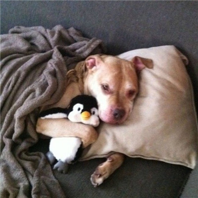 可爱的狗狗头像高清呆萌🐾狗狗头像图片蠢萌动漫