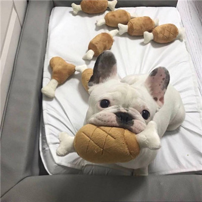 可爱的狗狗头像高清呆萌🐾狗狗头像图片蠢萌动漫