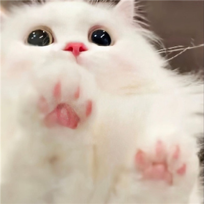 小众却惊艳的情侣头像🖤高级感不俗气的情侣头像