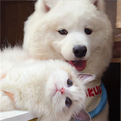 🍭超级可爱又甜的情侣头像动漫🍓动漫超甜情侣头像一对