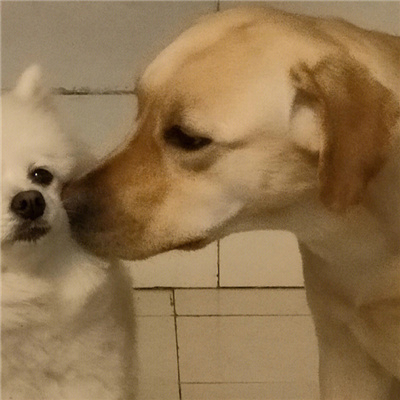 情头可爱萌情侣头像🍡超萌Q版一人一半情头