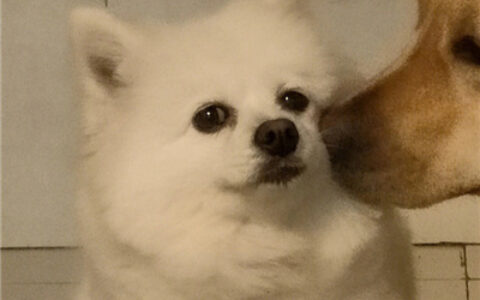 情头可爱萌情侣头像🍡超萌Q版一人一半情头