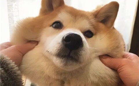 神仙又冷门的情头猫狗🐱🐶精选超有CP感的卡通情头