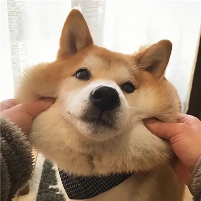 神仙又冷门的情头猫狗🐱🐶精选超有CP感的卡通情头