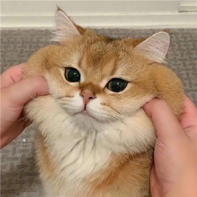 神仙又冷门的情头猫狗🐱🐶精选超有CP感的卡通情头