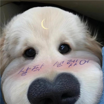 神仙又冷门的情头猫狗🐱🐶精选超有CP感的卡通情头