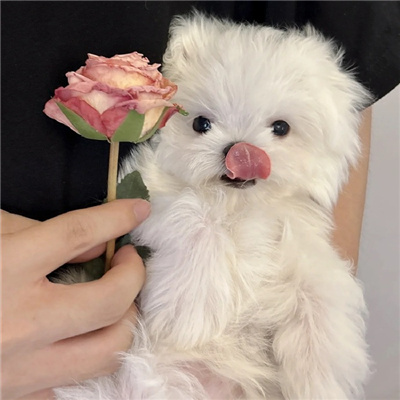 神仙又冷门的情头猫狗🐱🐶精选超有CP感的卡通情头