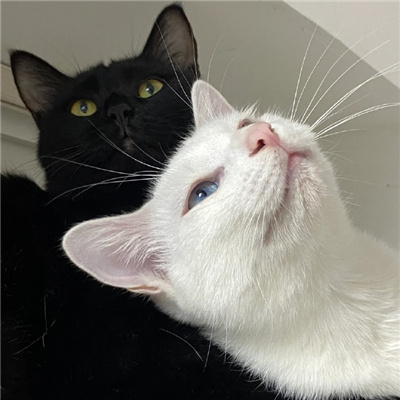 神仙又冷门的情头猫狗🐱🐶精选超有CP感的卡通情头