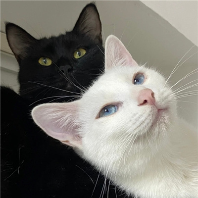 神仙又冷门的情头猫狗🐱🐶精选超有CP感的卡通情头