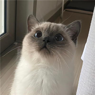神仙又冷门的情头猫狗🐱🐶精选超有CP感的卡通情头