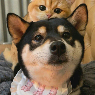 神仙又冷门的情头猫狗🐱🐶精选超有CP感的卡通情头