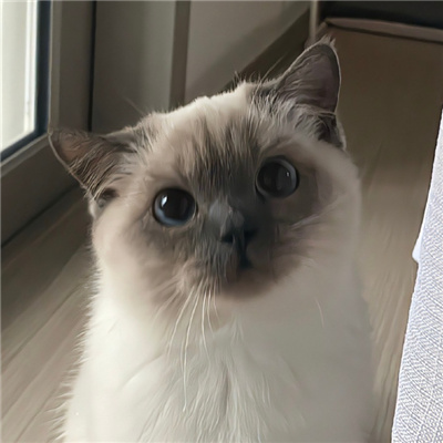 神仙又冷门的情头猫狗🐱🐶精选超有CP感的卡通情头