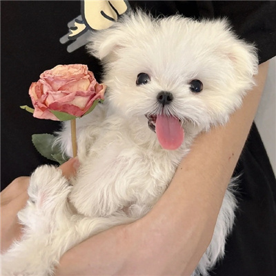 神仙又冷门的情头猫狗🐱🐶精选超有CP感的卡通情头