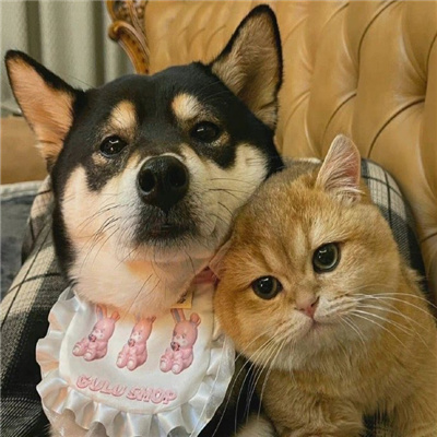 神仙又冷门的情头猫狗🐱🐶精选超有CP感的卡通情头