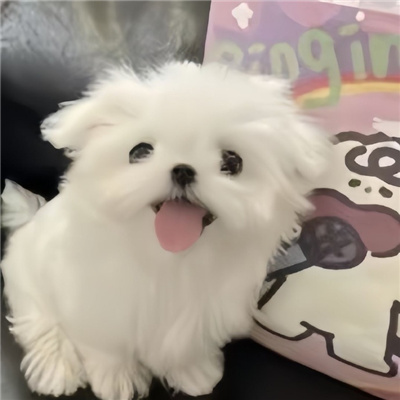 头像呆萌搞怪🤪精选私藏爆可爱情头