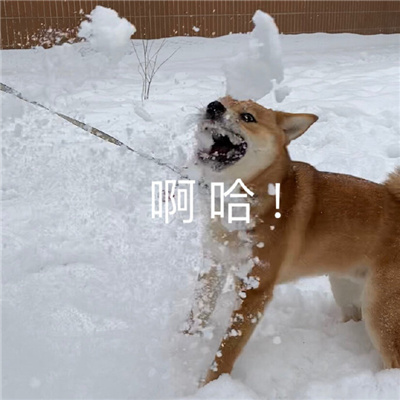 沙雕cp头像一人一半🤪精选恶搞情头一左一右