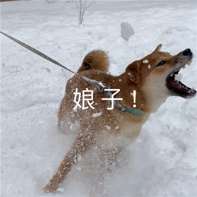 沙雕cp头像一人一半🤪精选恶搞情头一左一右