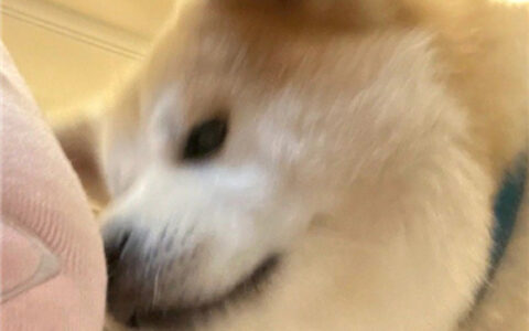 关于美女和狗的情侣头像 🐶精选巨可爱的萌宠情头