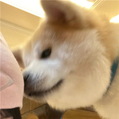 关于美女和狗的情侣头像 🐶精选巨可爱的萌宠情头