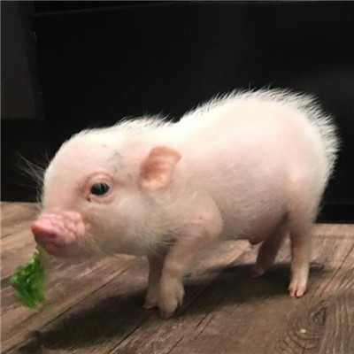 可爱情头一对呆萌动物🐾精选超萌动物情侣头像
