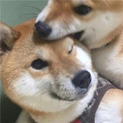 可爱情头一对呆萌动物🐾精选超萌动物情侣头像