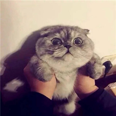 可爱情头一对呆萌动物🐾精选超萌动物情侣头像