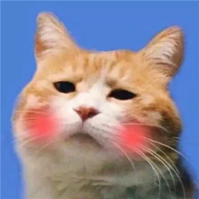 可爱情头一对呆萌动物🐾精选超萌动物情侣头像