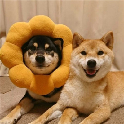 可爱情头一对呆萌动物🐾精选超萌动物情侣头像