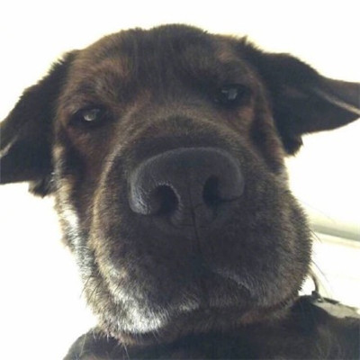 丑萌情侣头像一对萌宠系列🐾精选丑萌情头一人一张